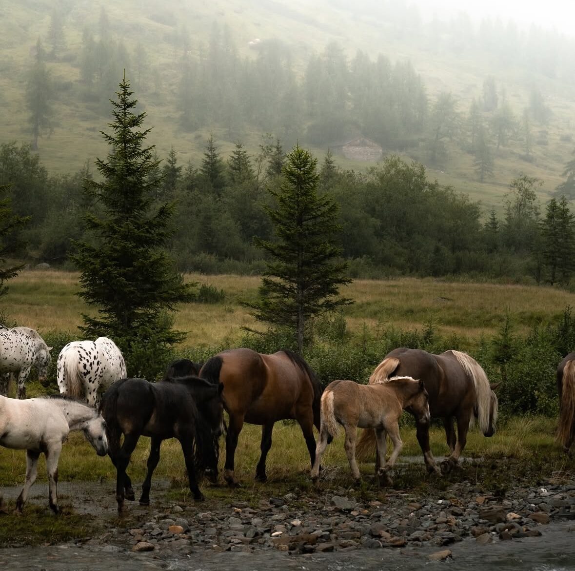 Pferdeherde in den Alpen – natürliche Pferdefotografie in Salzburg