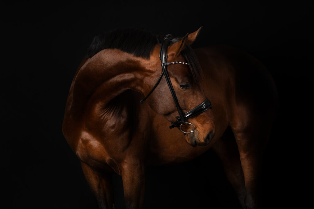 Fine Art Ganzkörperaufnahme eines Pferdes im Studio mit schwarzem Hintergrund