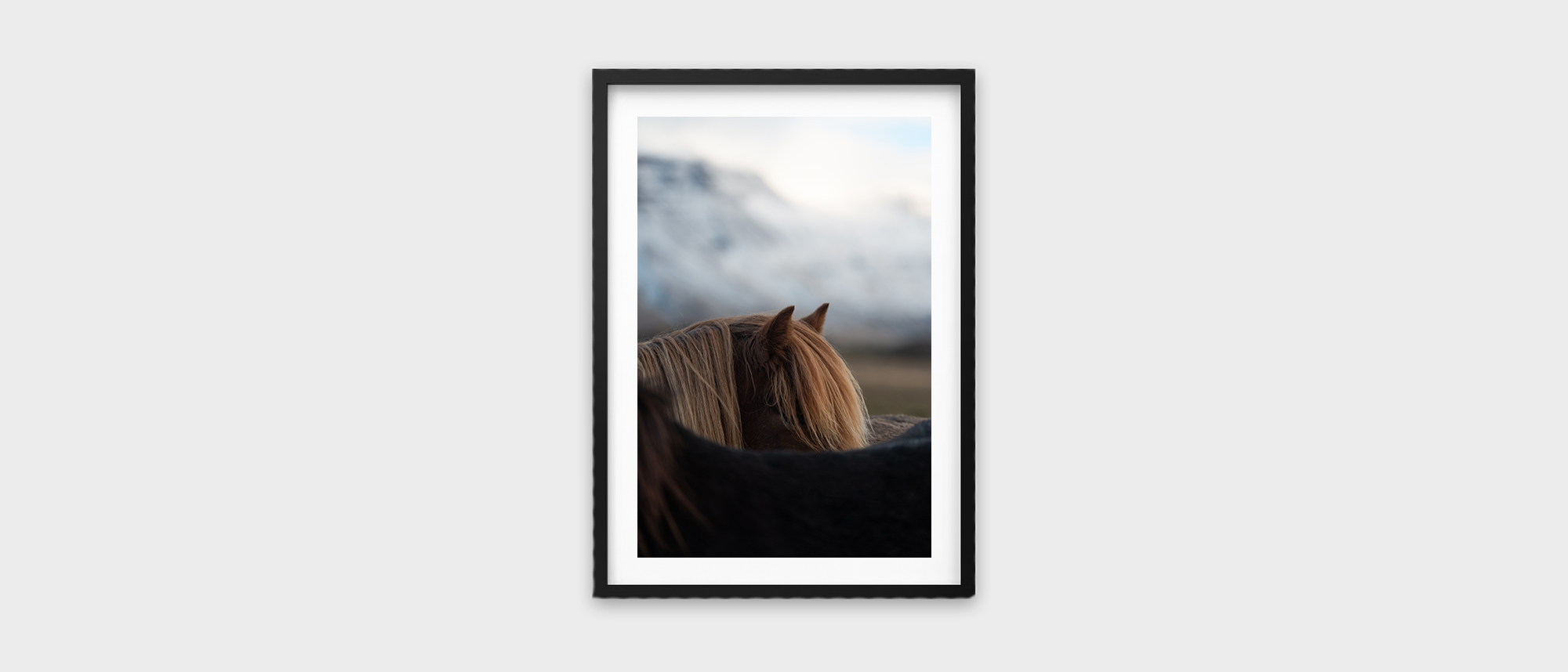 Quiet Presence – Icelandic Horse Fine Art Print