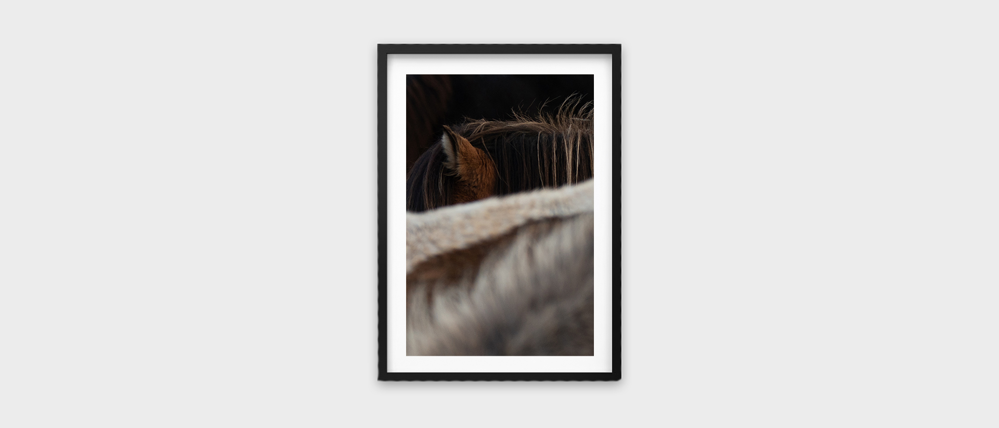 Within the Herd – Icelandic Horse Fine Art Print